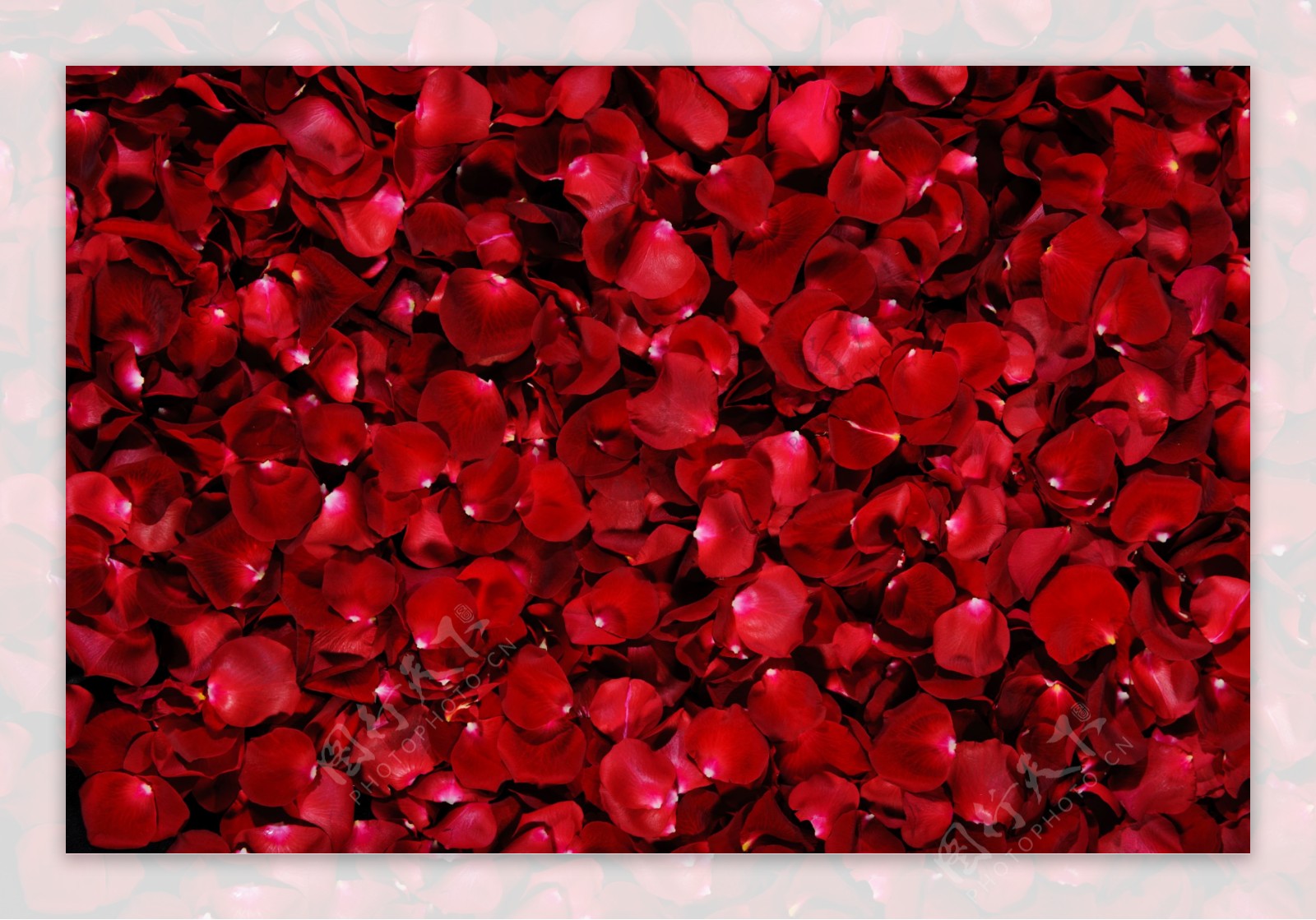 红色玫瑰花瓣图片