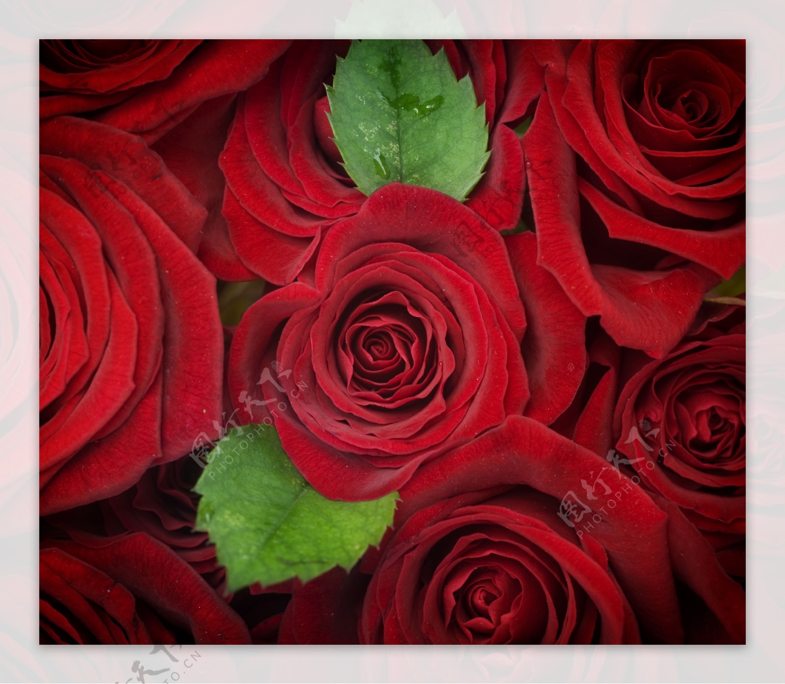 高清红色玫瑰花图片