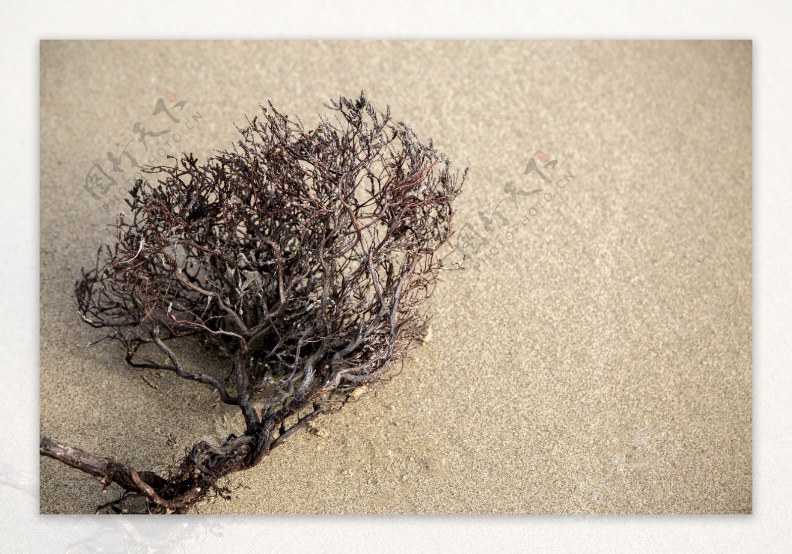 沙滩上死掉的干植物