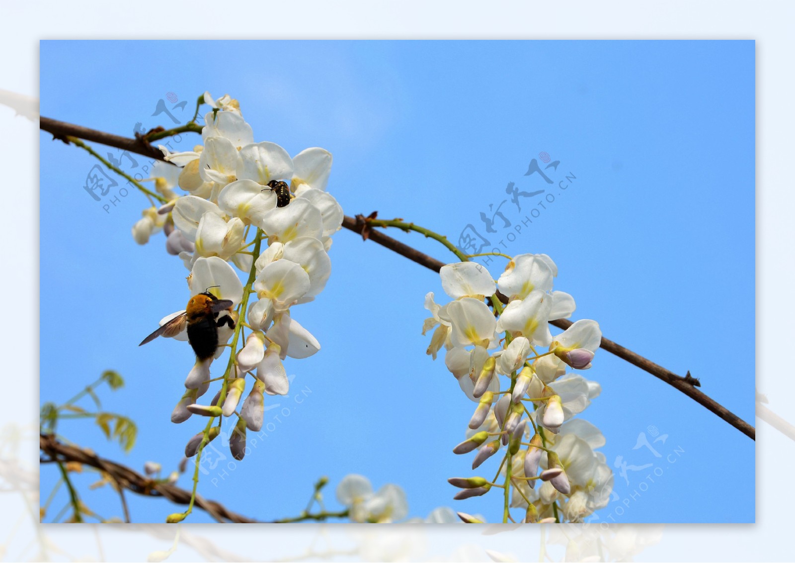 白花紫藤桌面壁纸