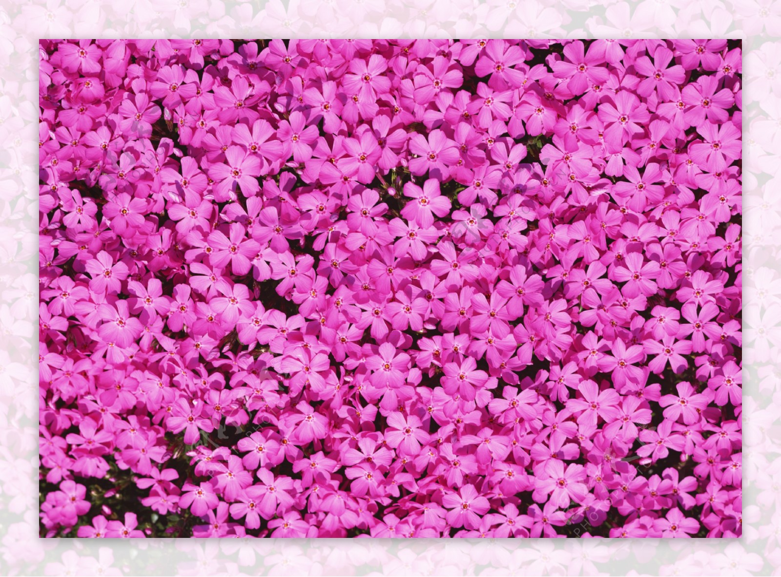 粉色花丛