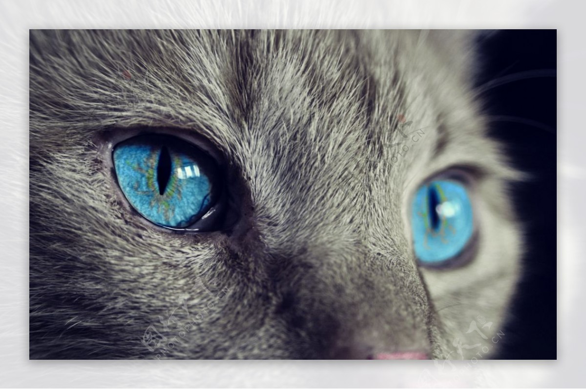 猫 动物 眼睛 - Pixabay上的免费照片 - Pixabay