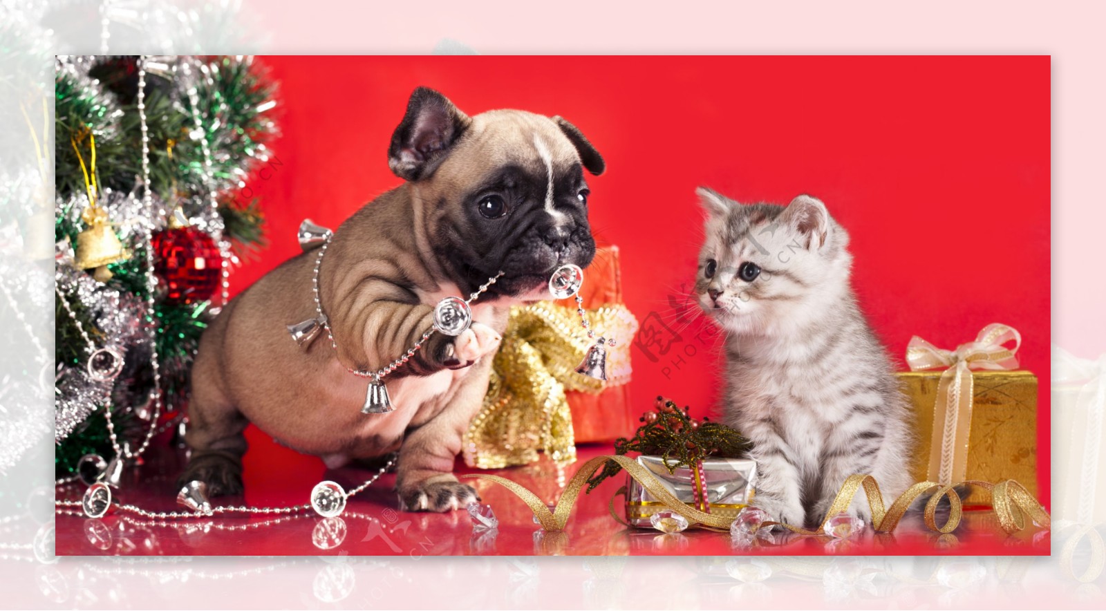 开心过圣诞节的猫和狗