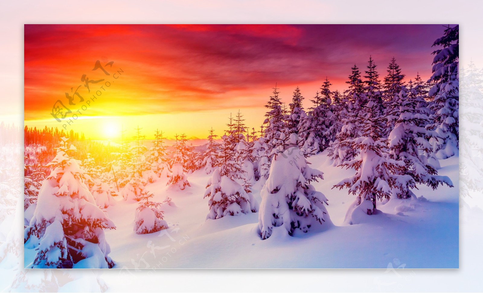 唯美冬季雪松树风景图片