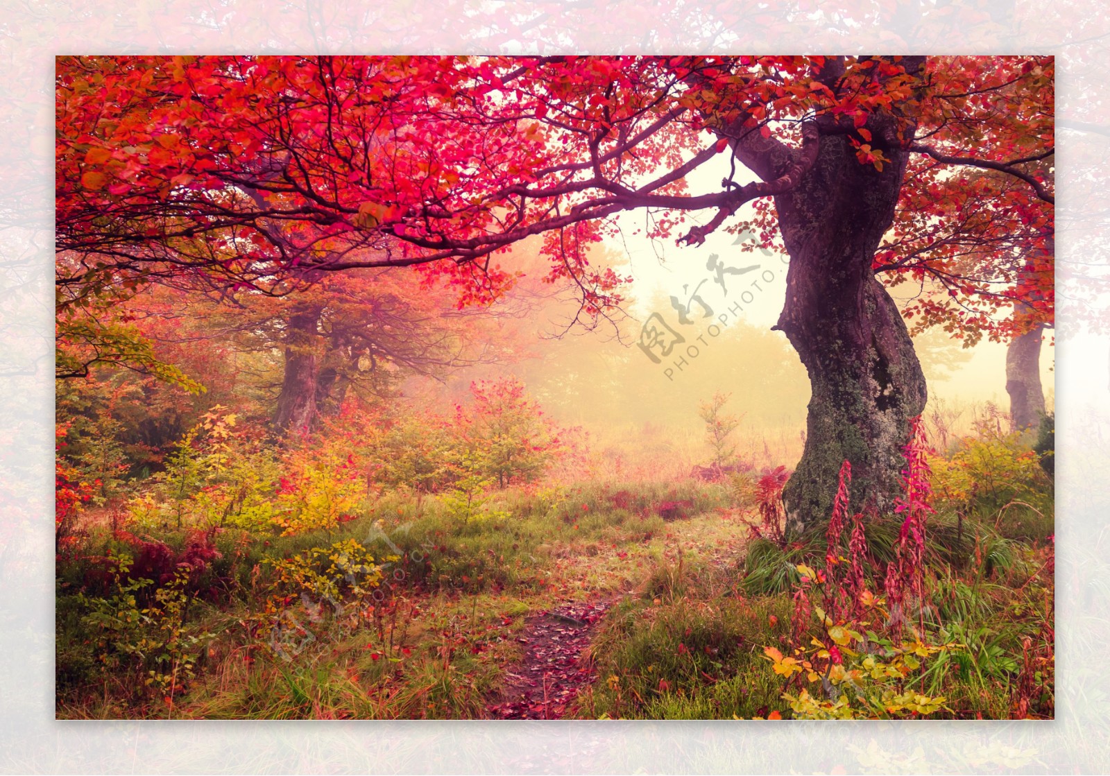 秋天枫树林风景