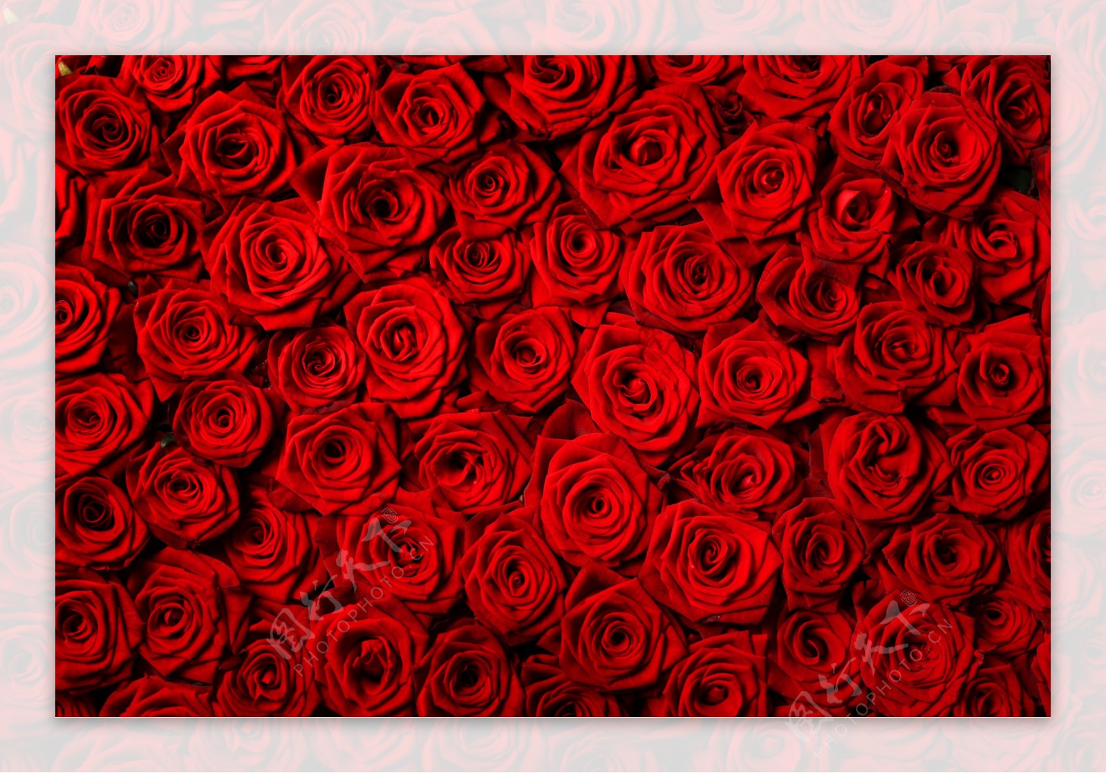 红色玫瑰特写图片