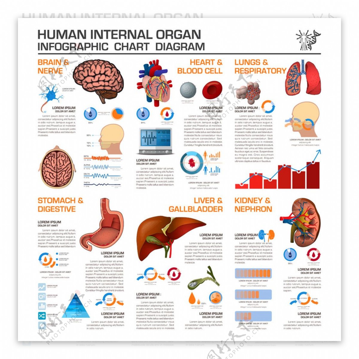 人体器官图表图片1