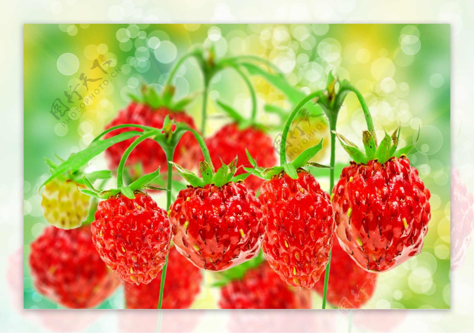 草莓与梦幻光斑