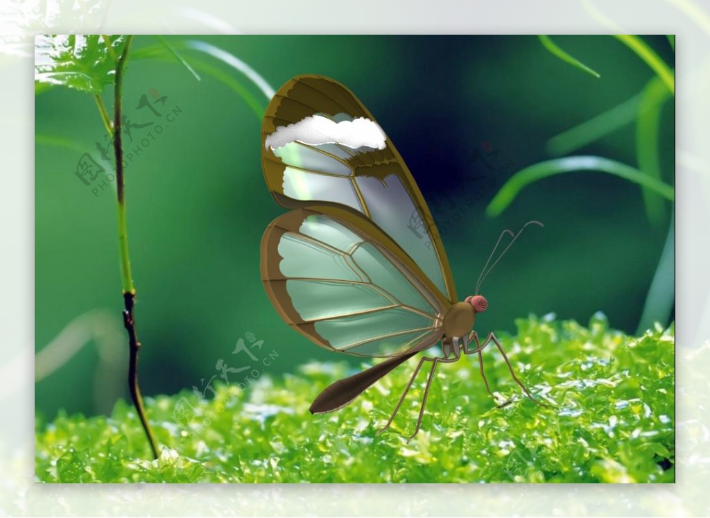玻璃翅的蝴蝶