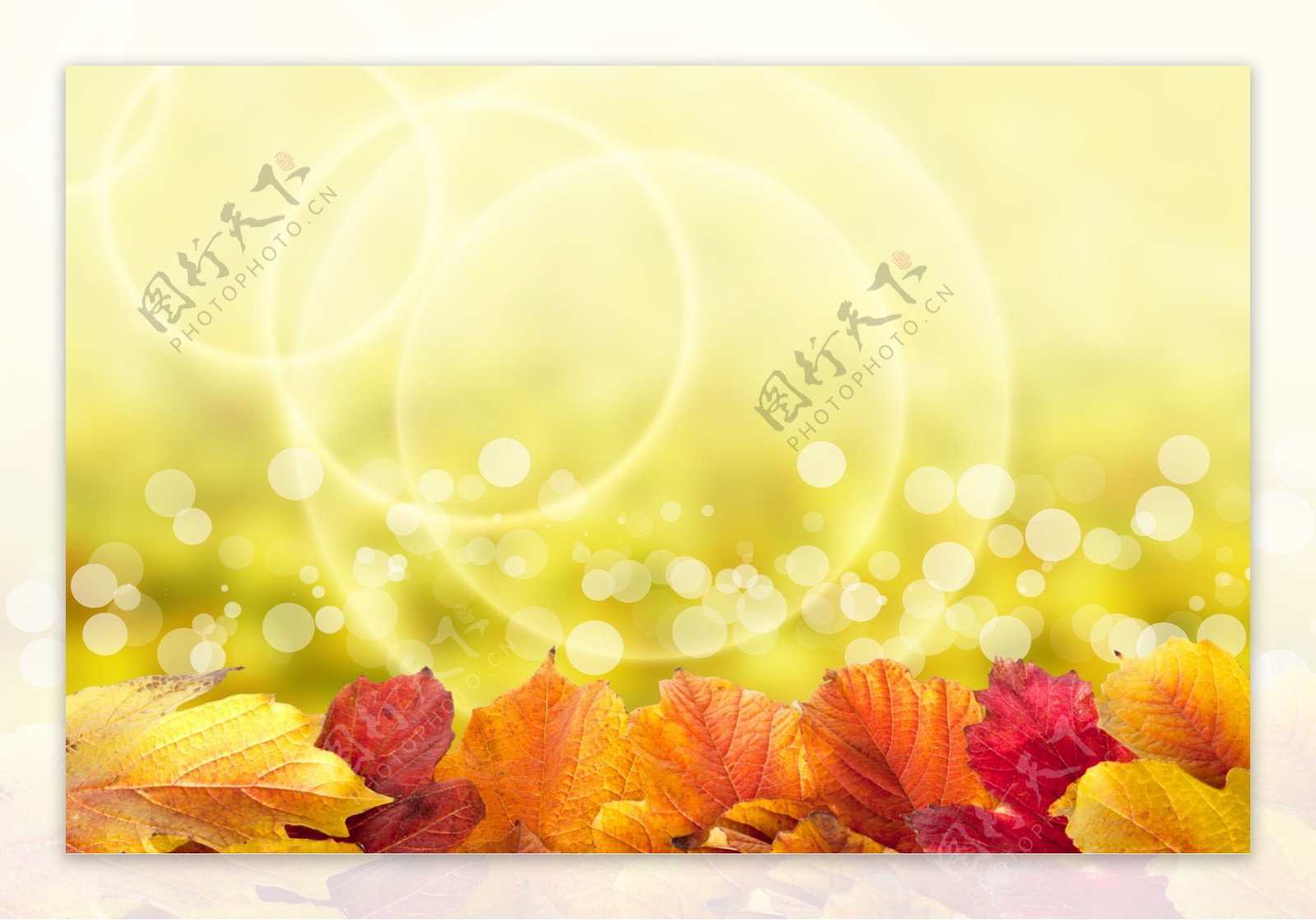 梦幻光斑与秋天树叶图片