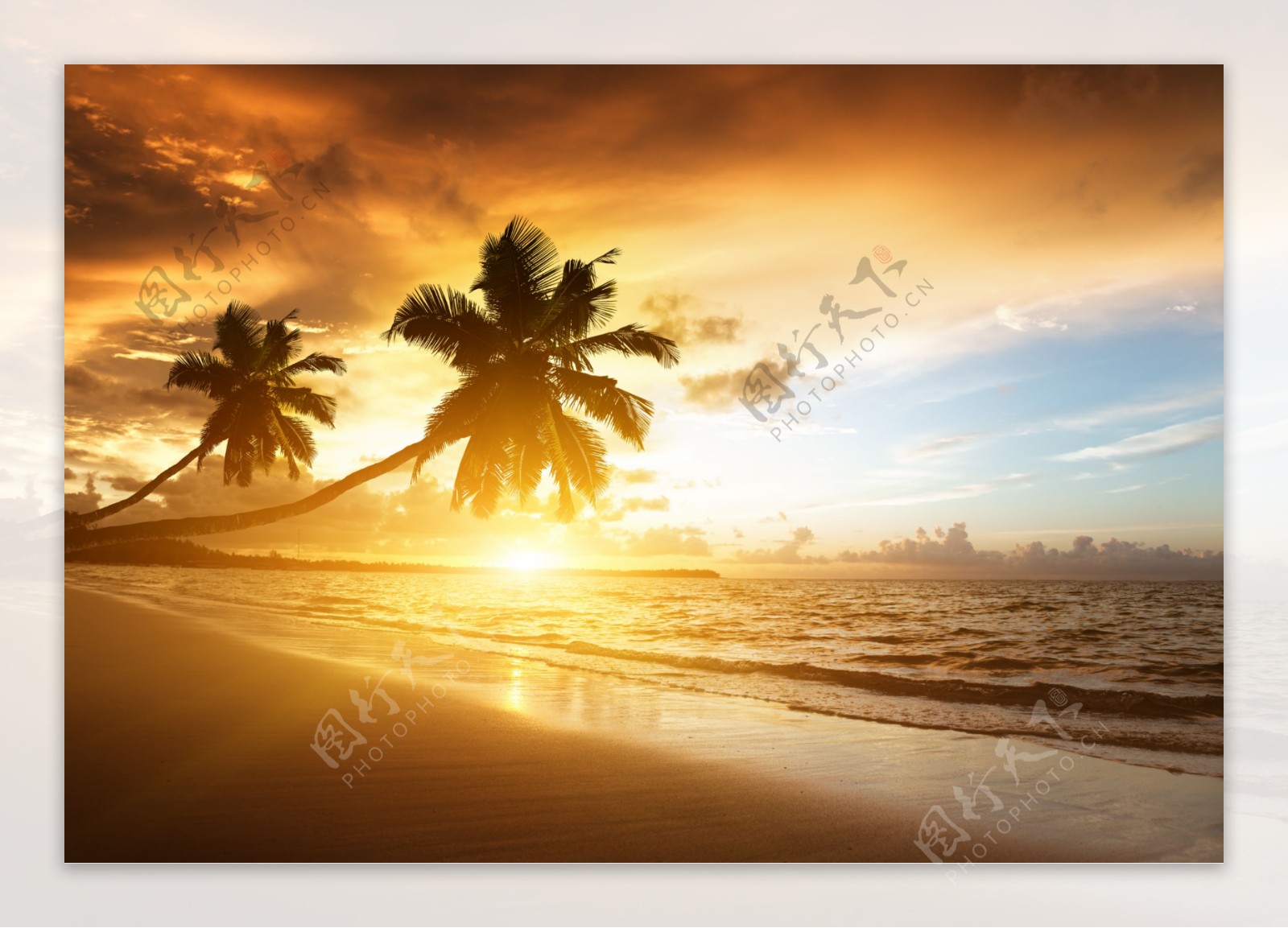 唯美的海边椰树风景图片