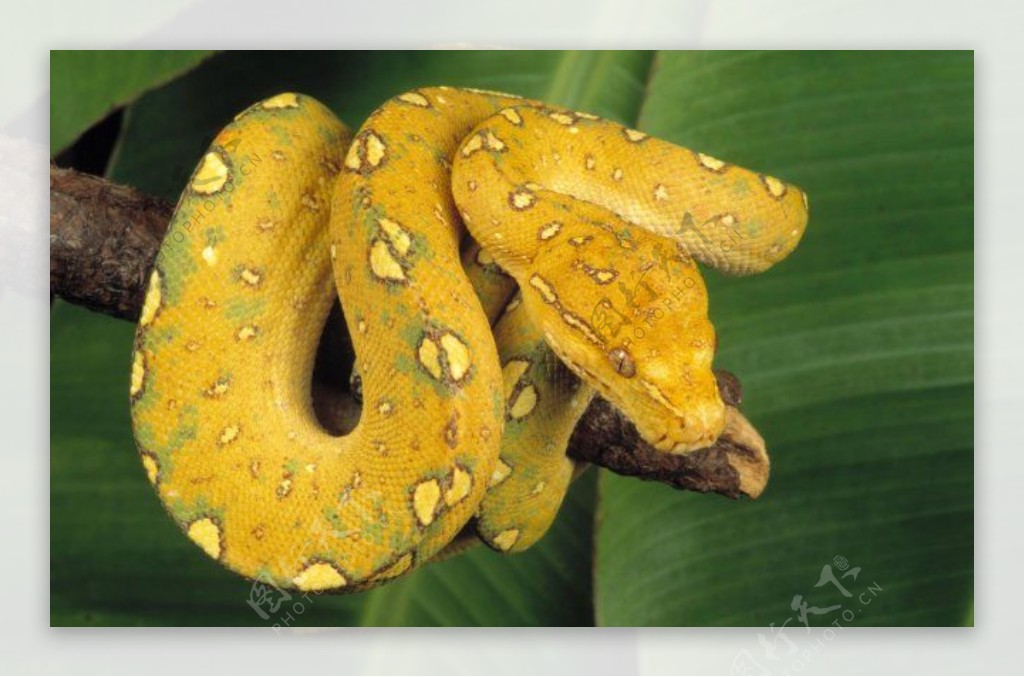 黄色毒蛇