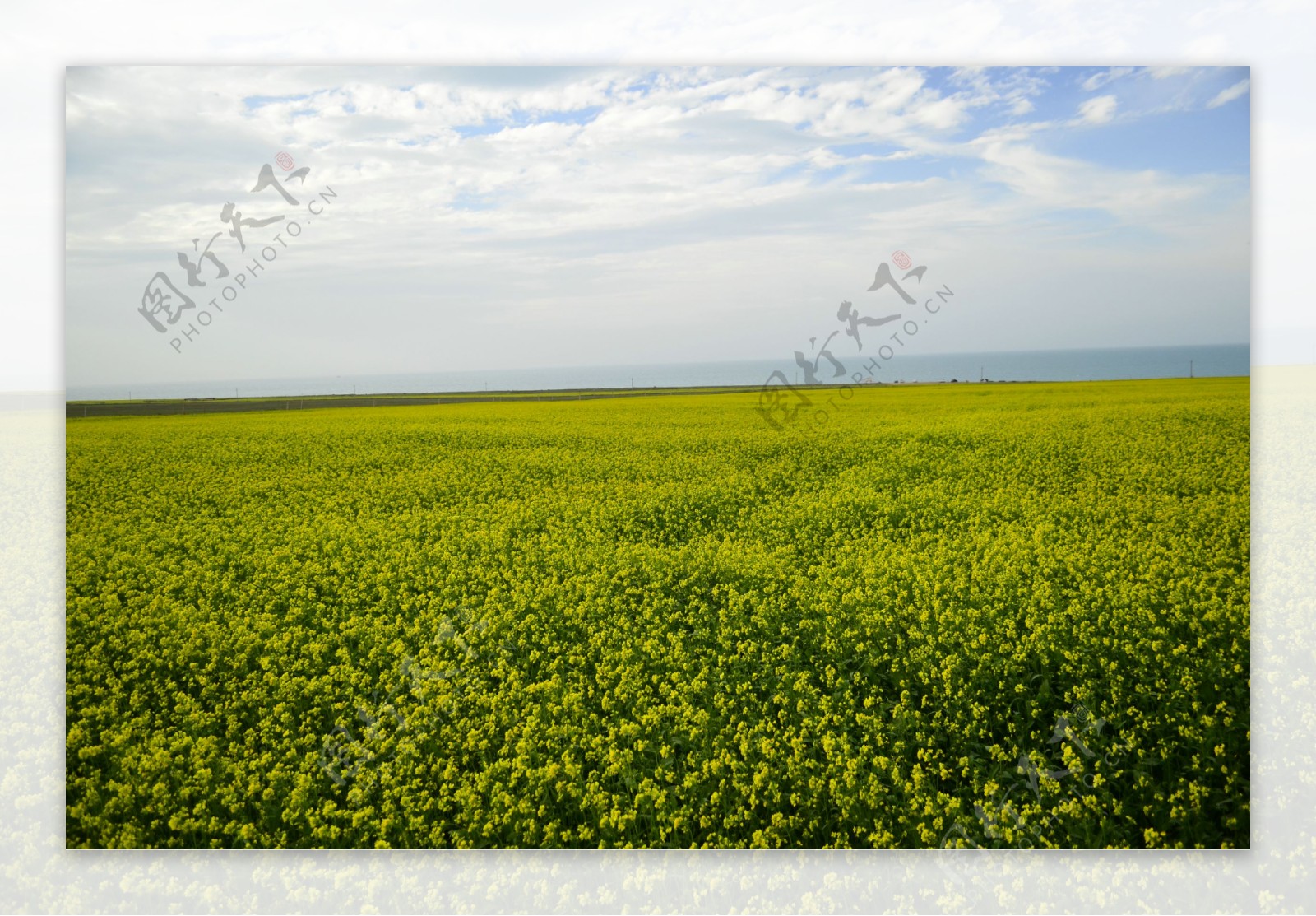 青海湖油菜花图片