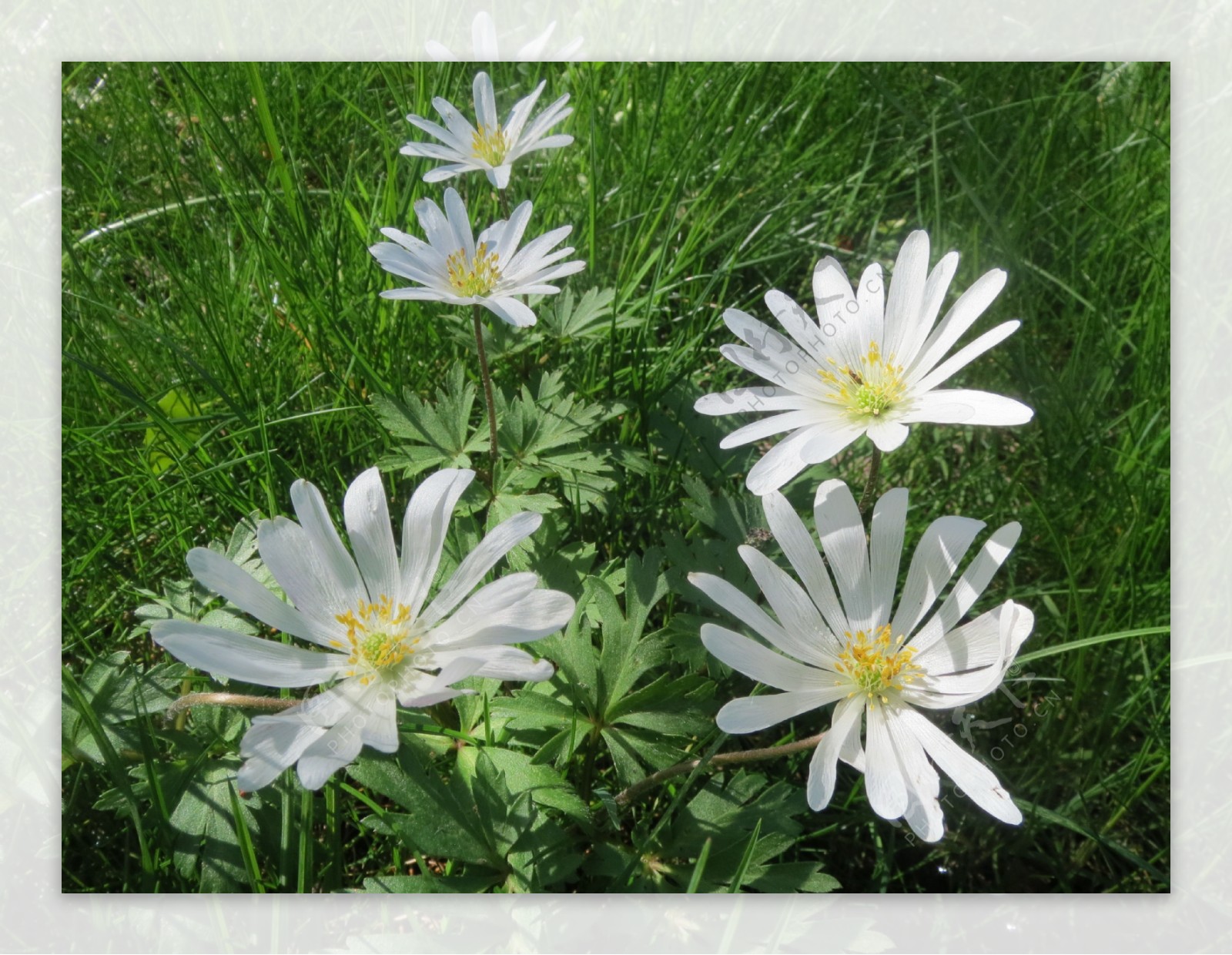 白色银莲花图片
