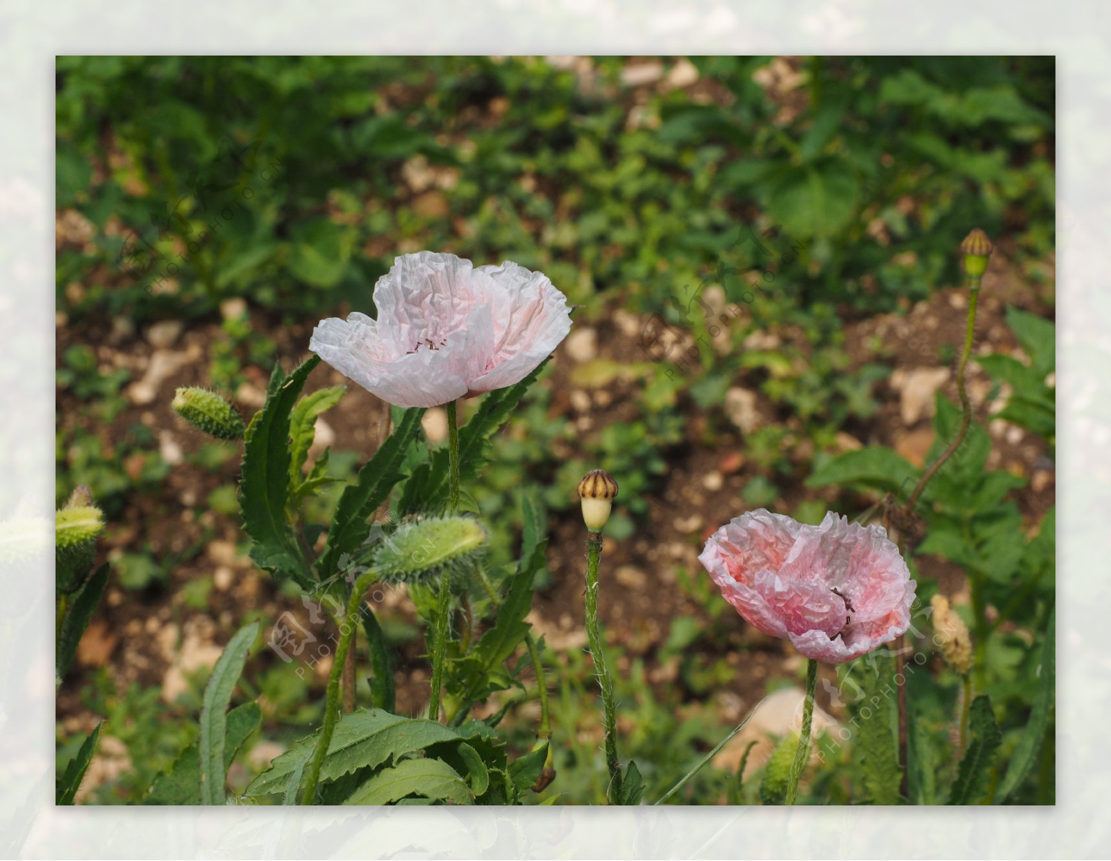 淡粉色罂粟花图片