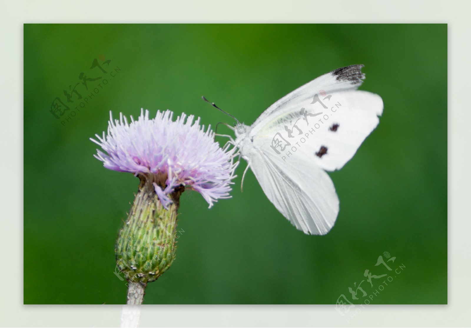 白色采花蝴蝶图片