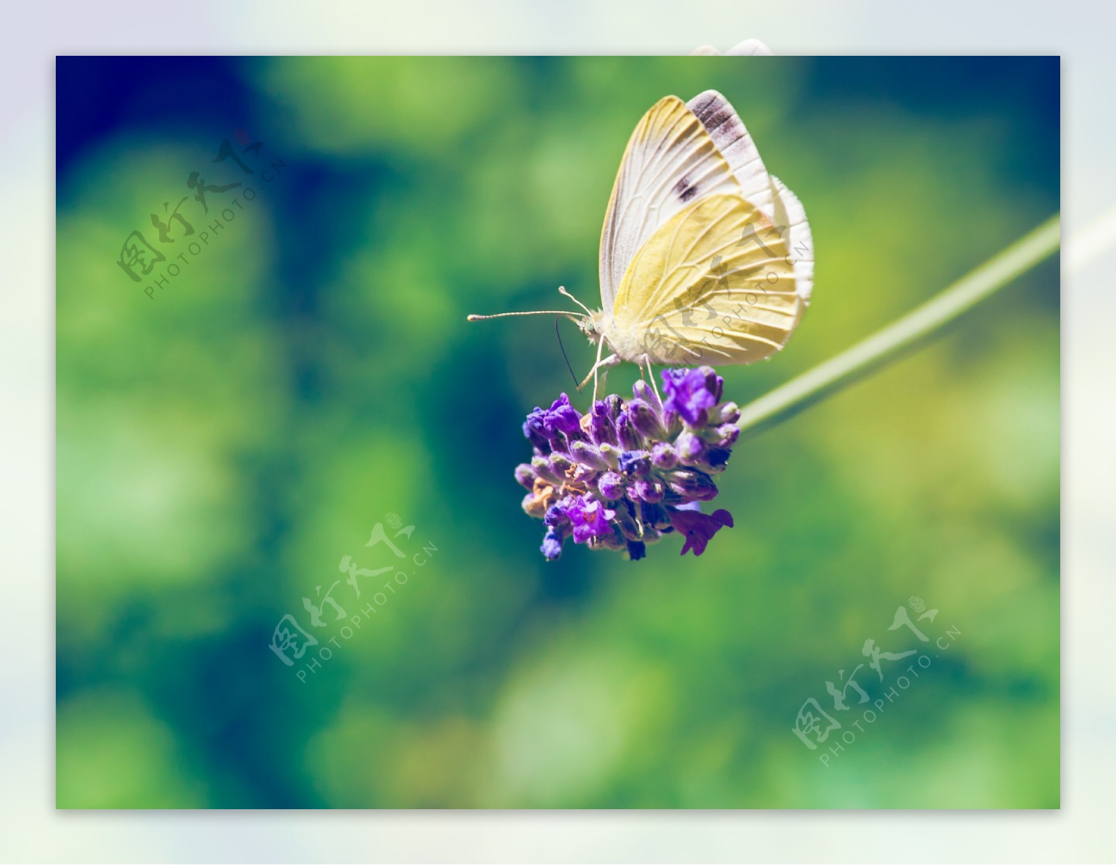 花草上的蝴蝶图片