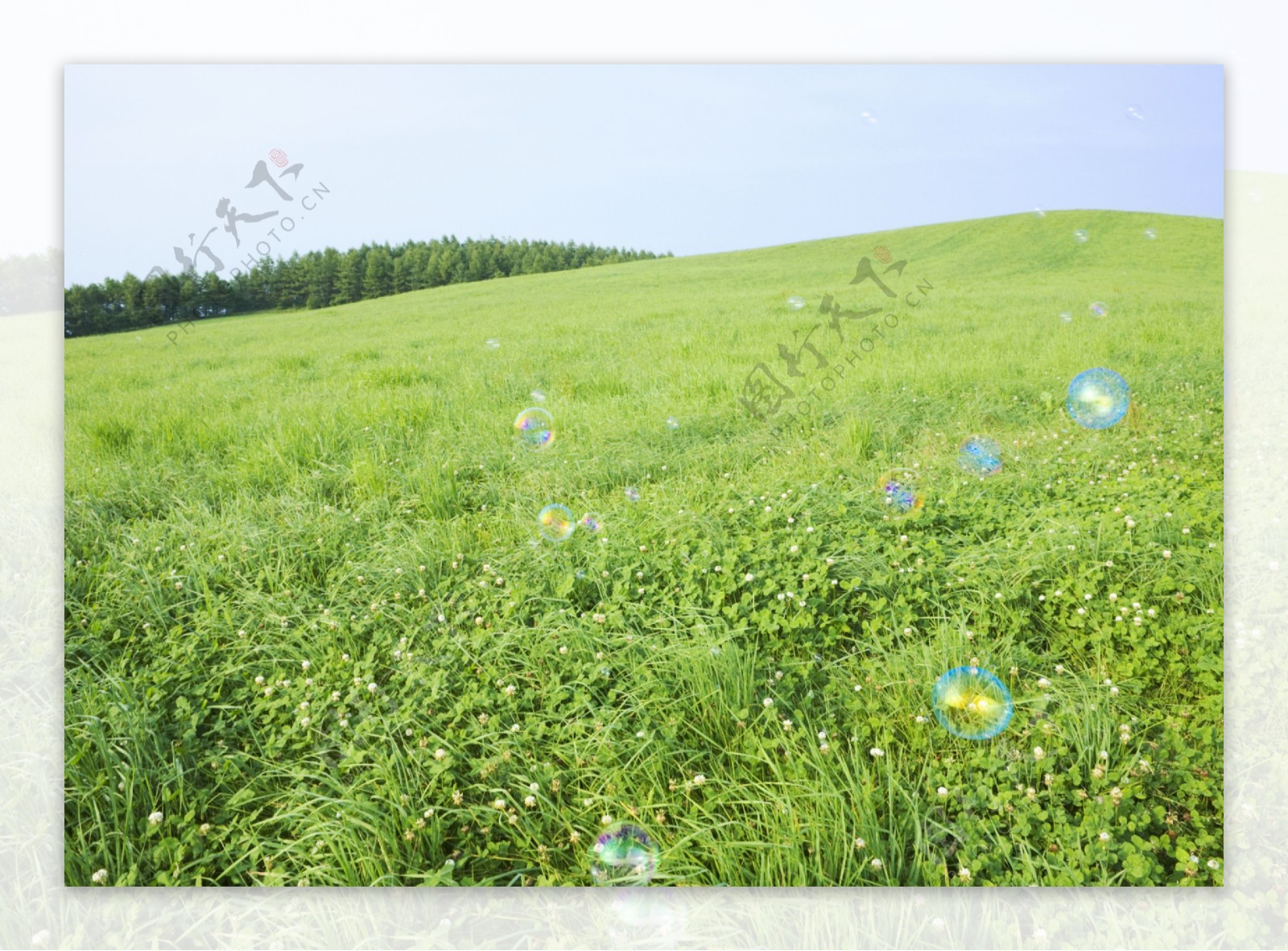绿色草地与水泡高清图片素材