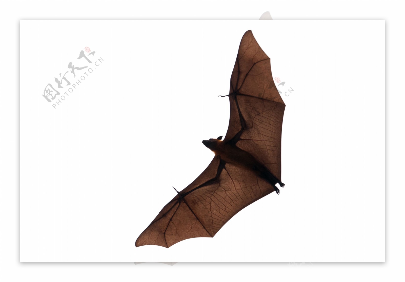 张开翅膀飞行的蝙蝠图片
