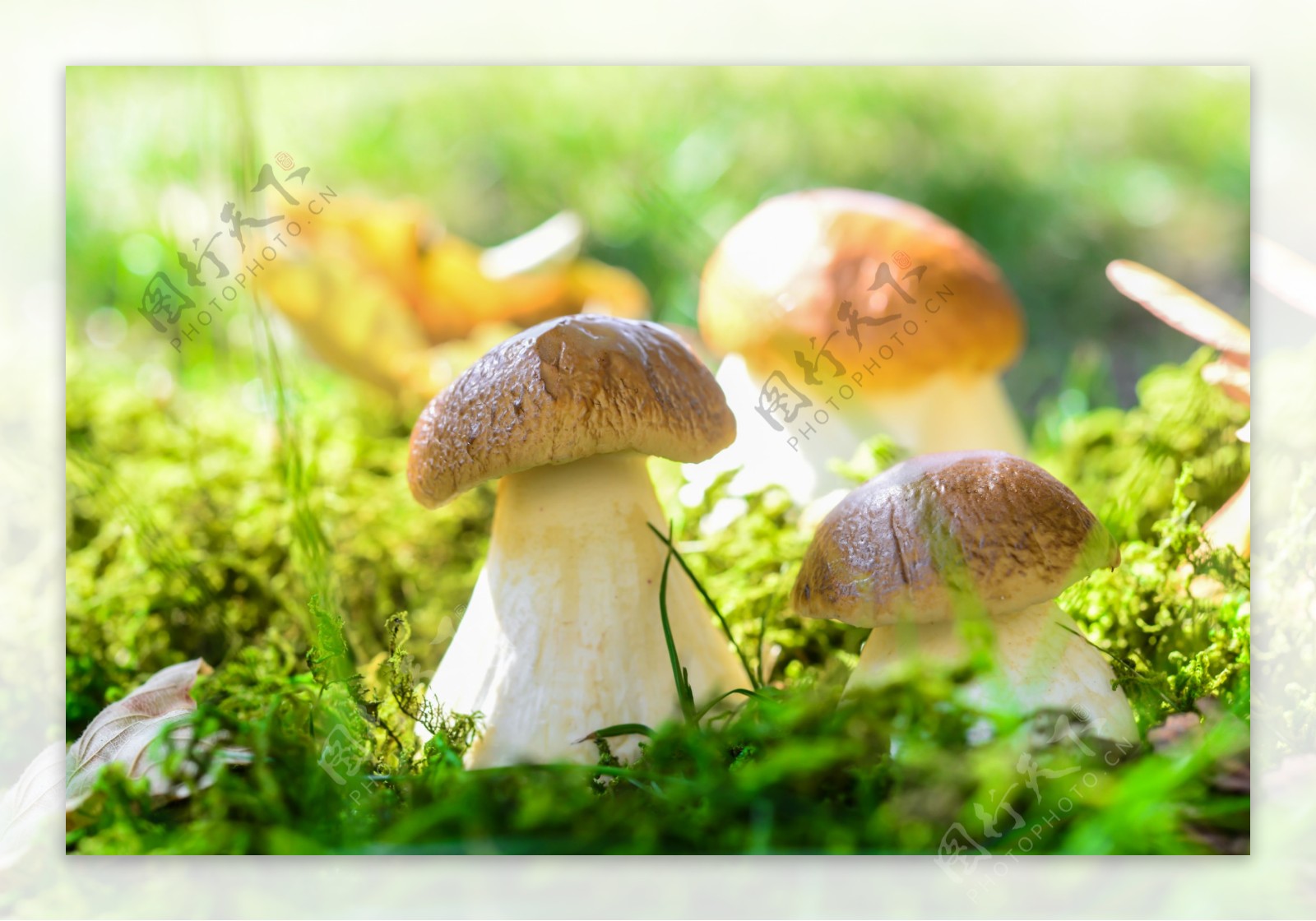 草地内的蘑菇图片