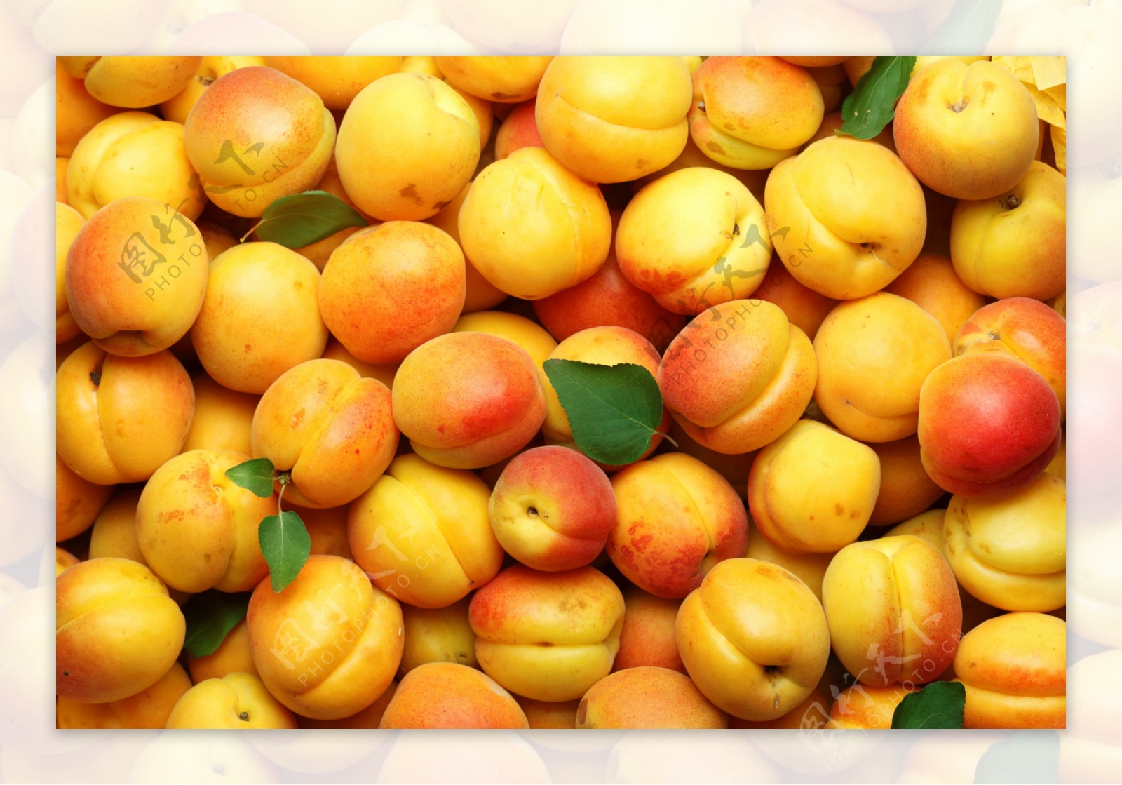 新鲜杏子摄影图片