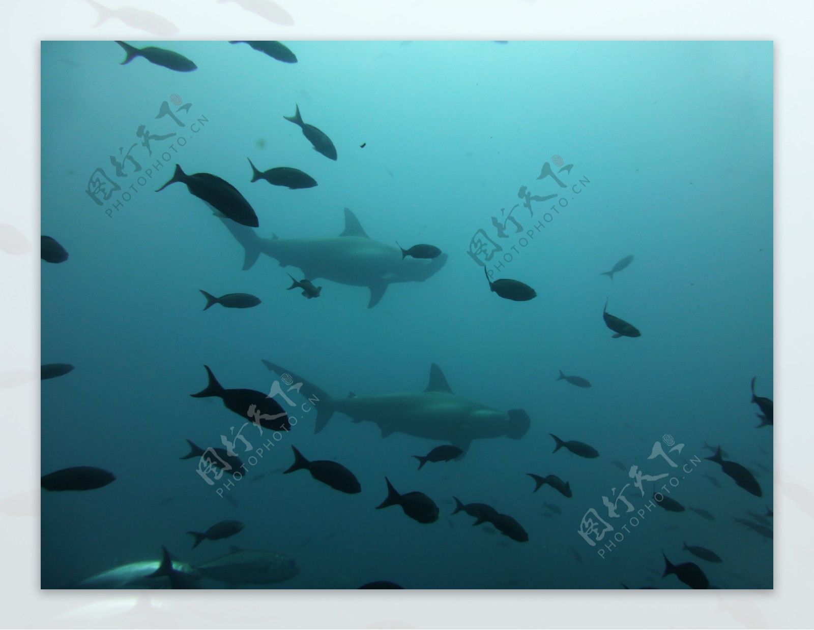 蓝色海底鱼群图片