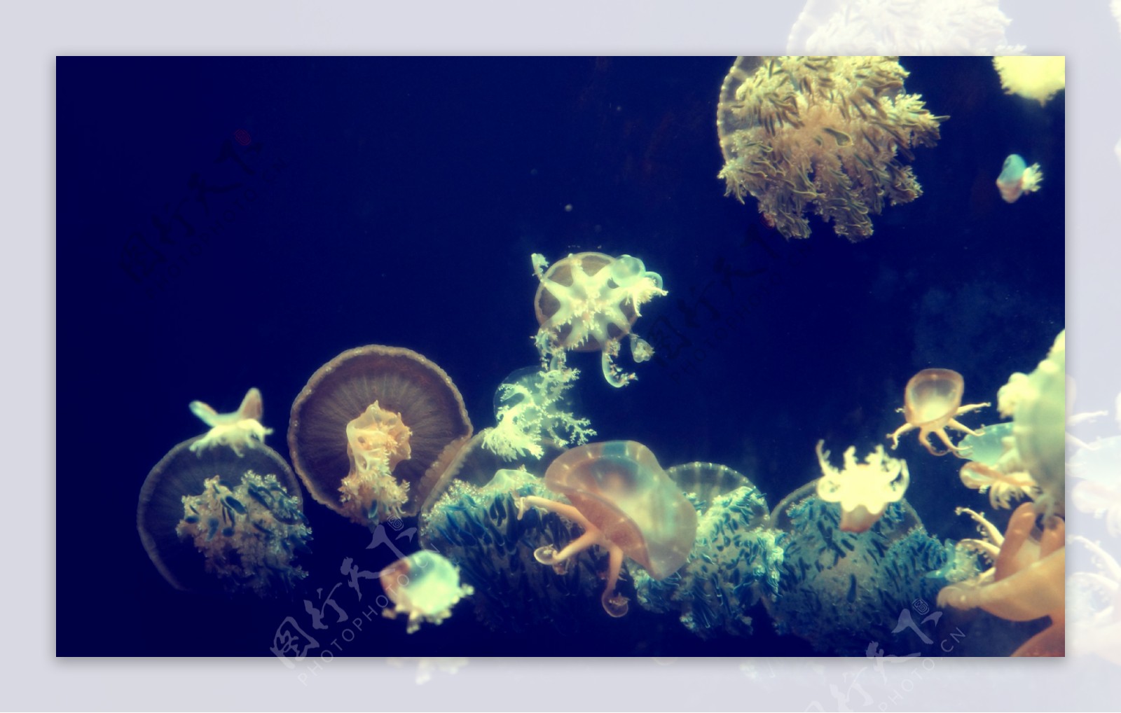丰富海底水母风景图片