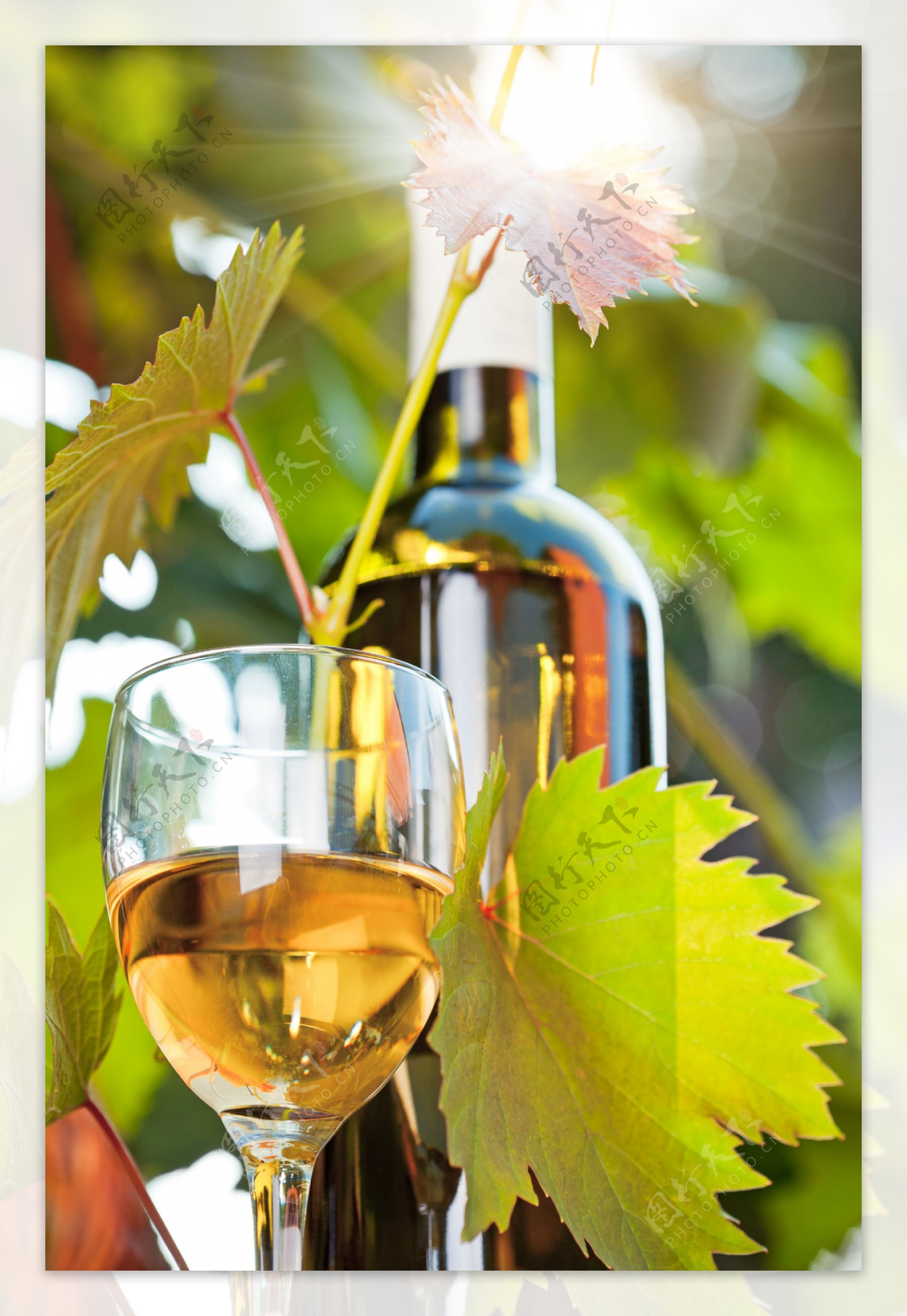 葡萄叶子与葡萄酒图片