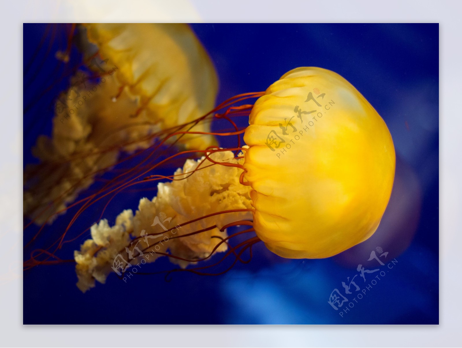 海底黄水母图片