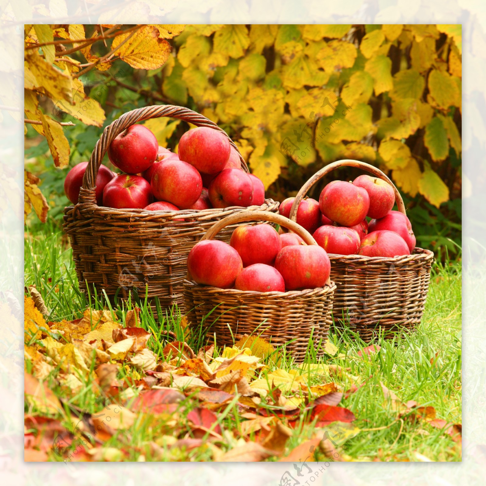 秋天丰收的红苹果