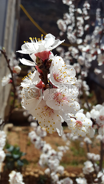 大马士革鲜花蓝色白仁用杏新鲜花园自然天空生活