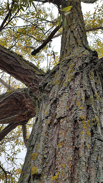 树吠老秋季结构日志自然森林蘑菇木皇冠