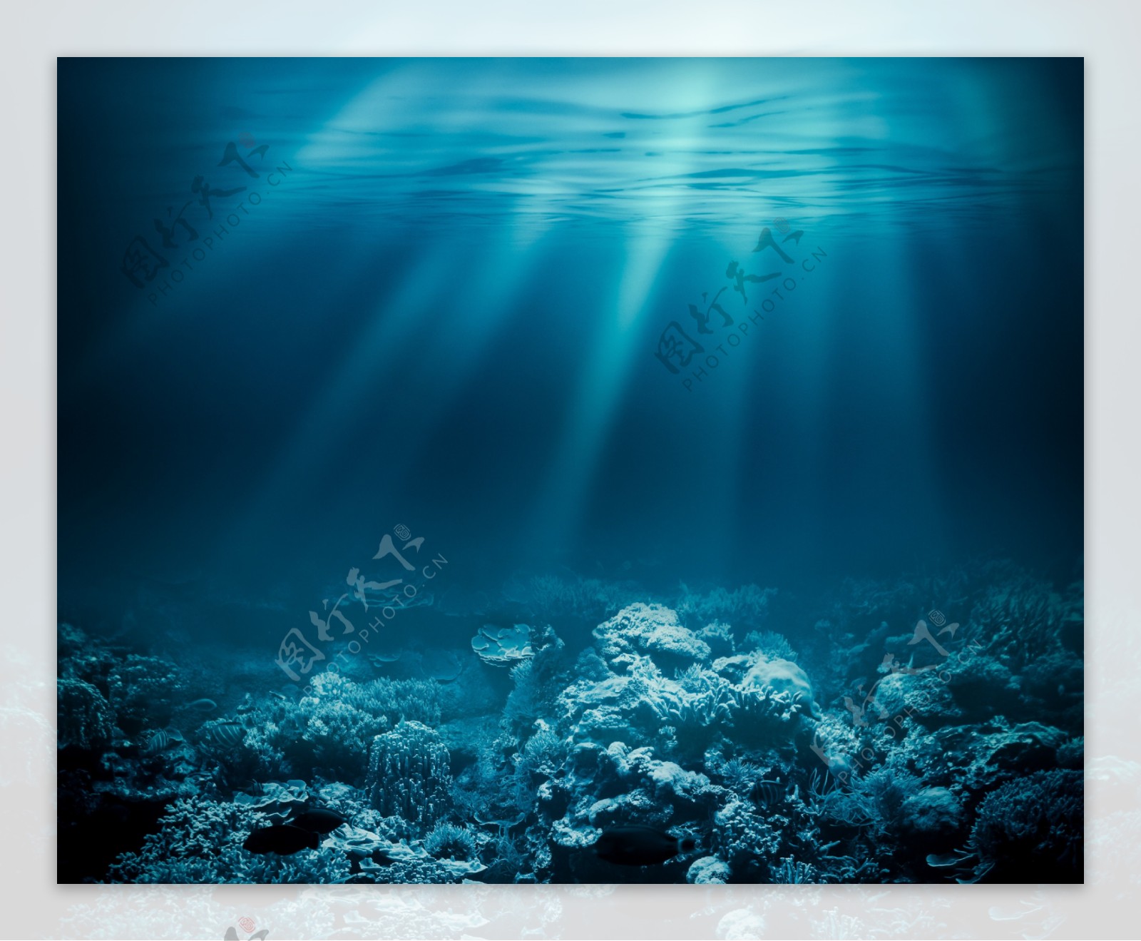 蓝色海底珊瑚图片
