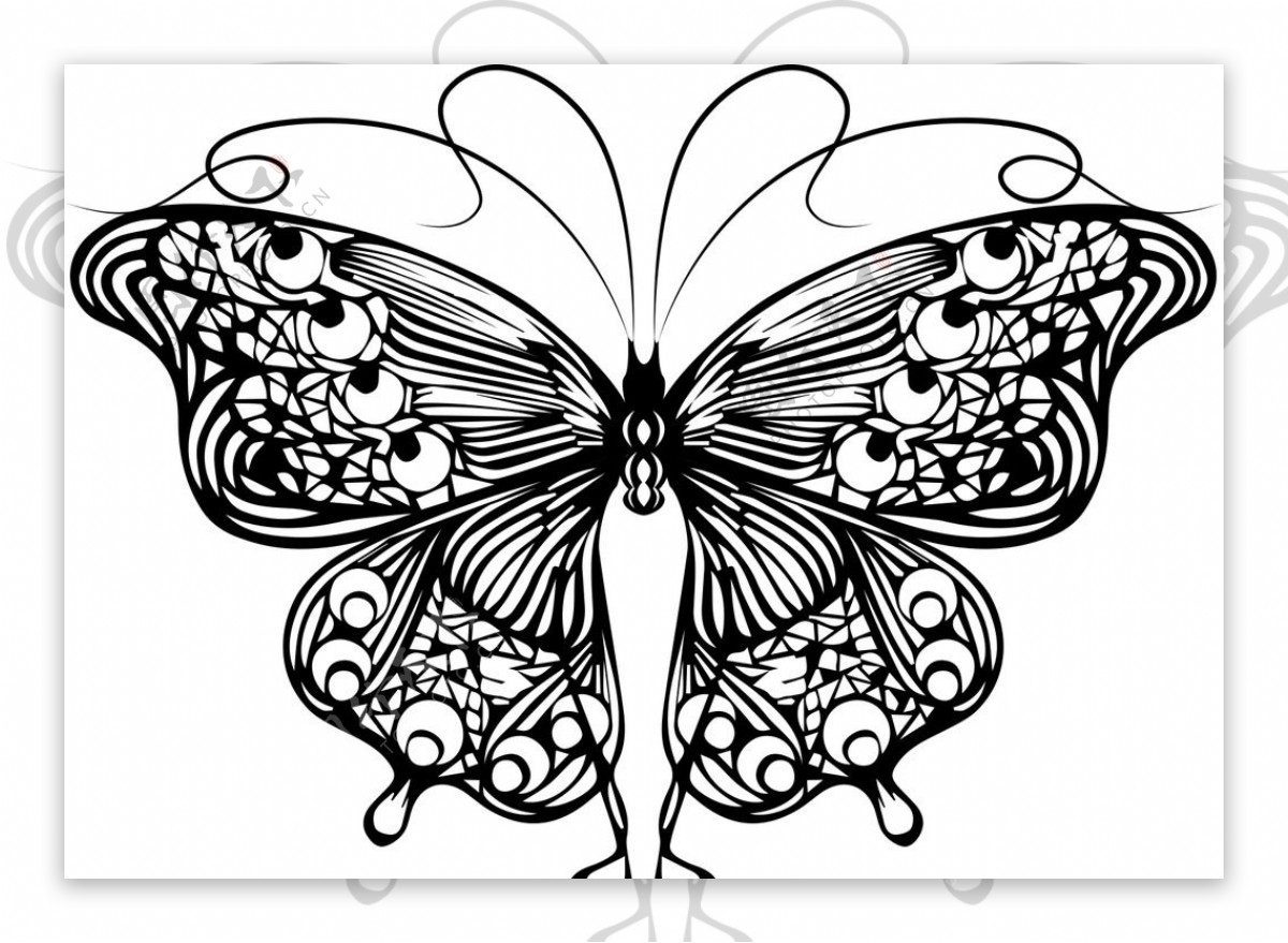 线描蝴蝶简洁翅膀美丽