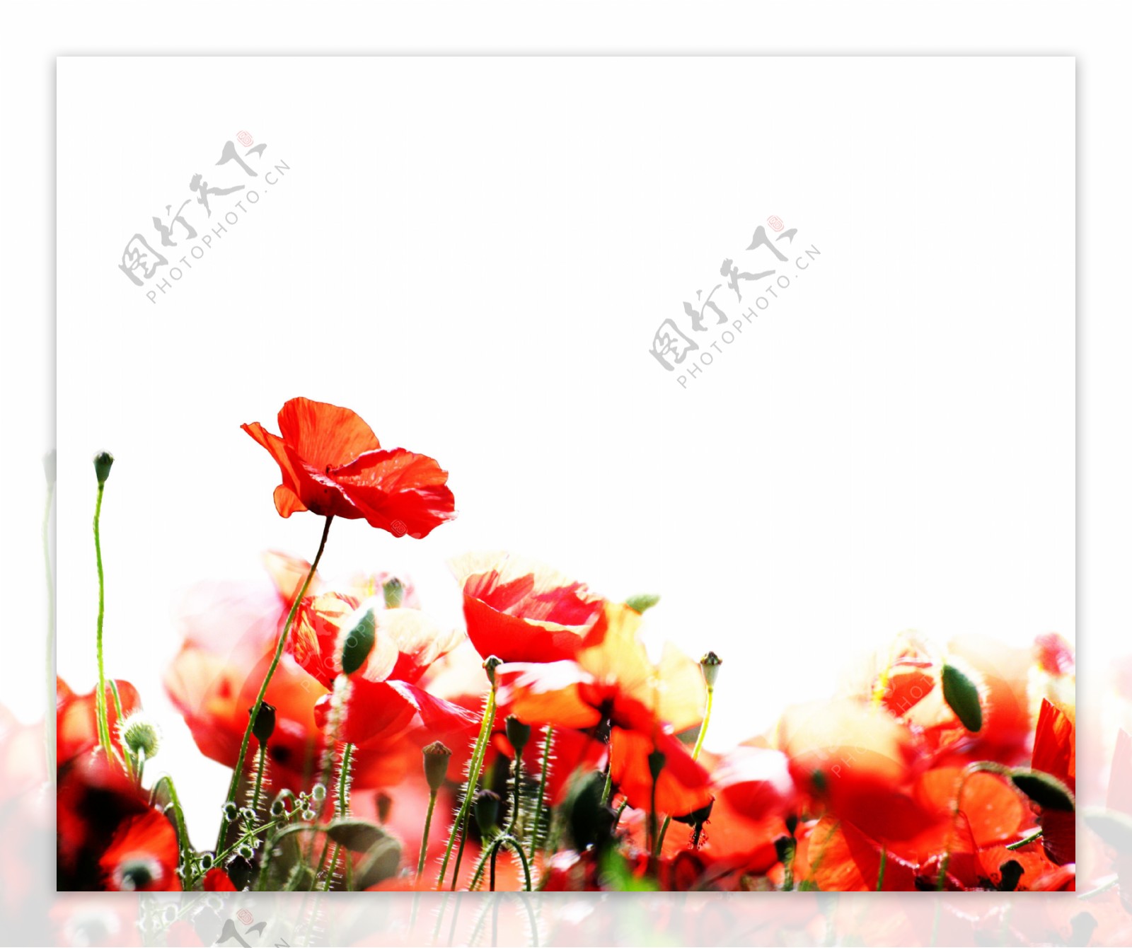 艳丽的罂粟花图片