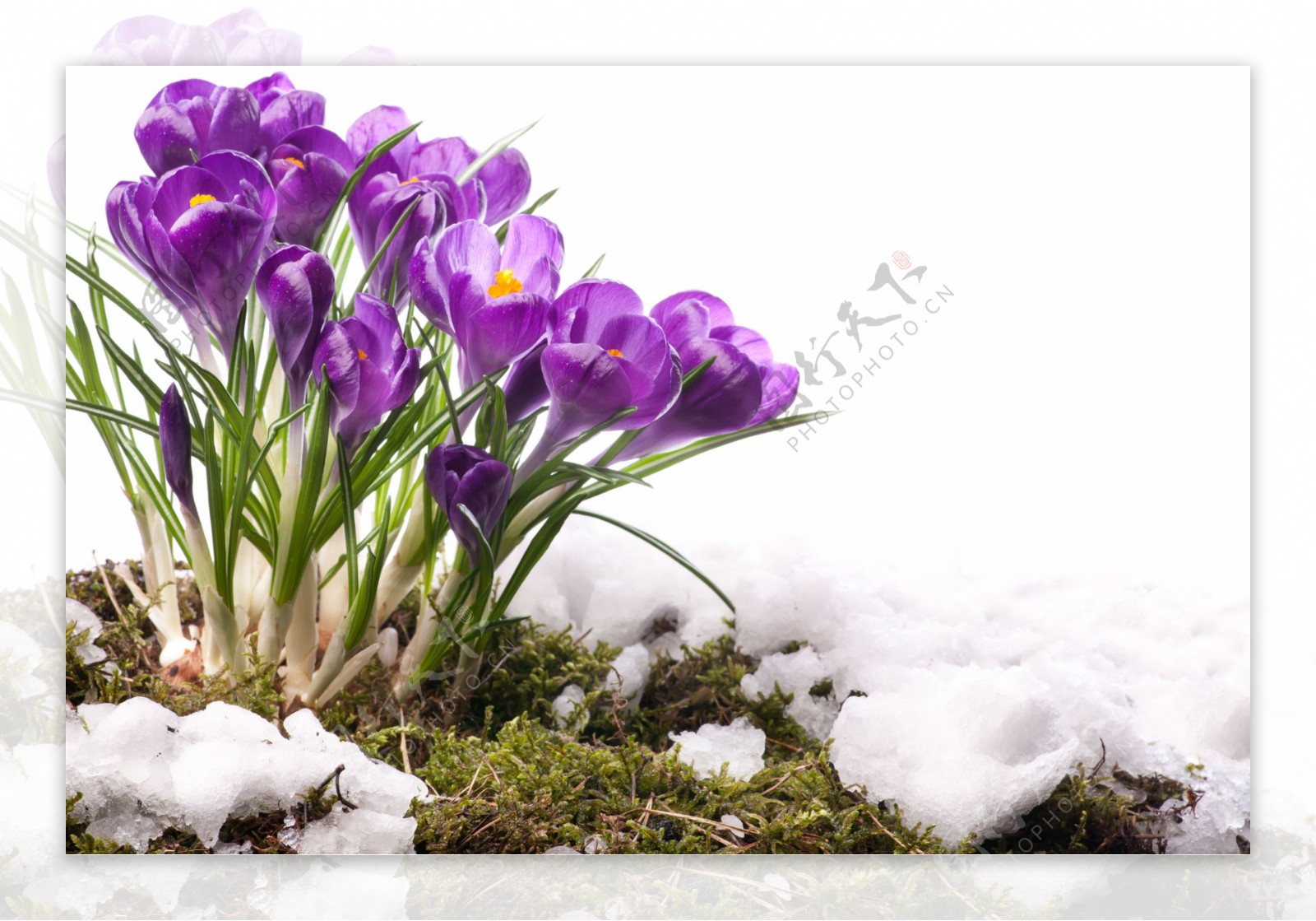 雪山上的紫色藏红花图片