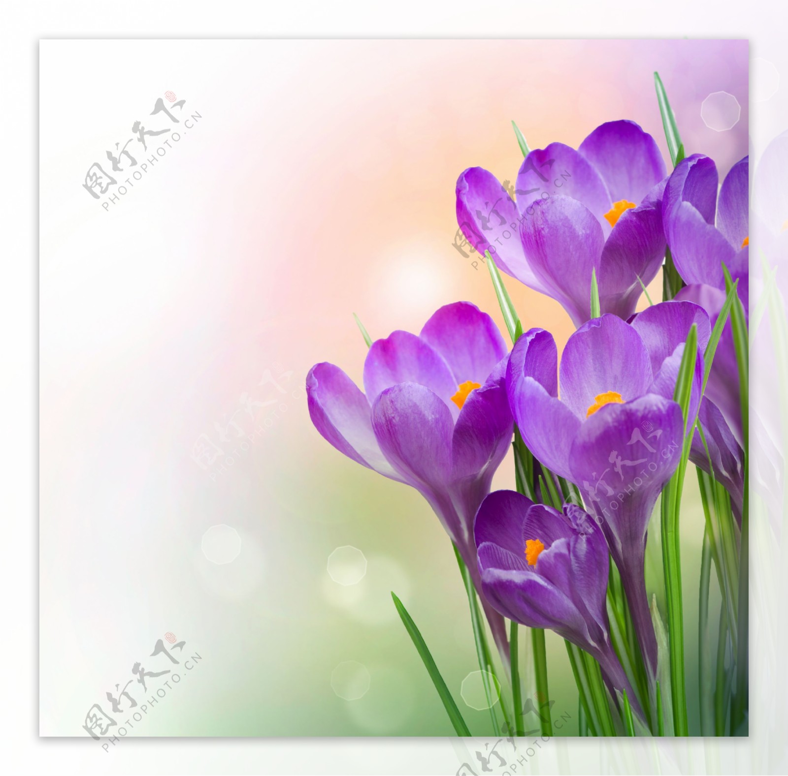 唯美紫色水仙花图片