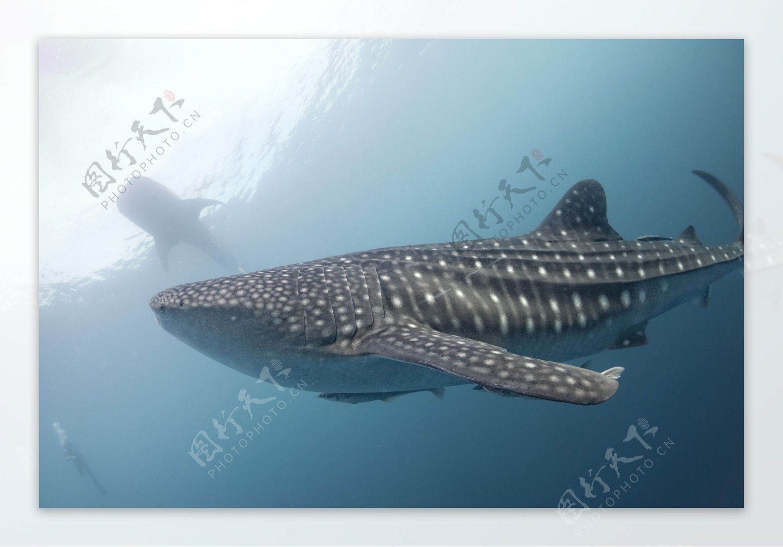 海底鲸鲨鱼图片