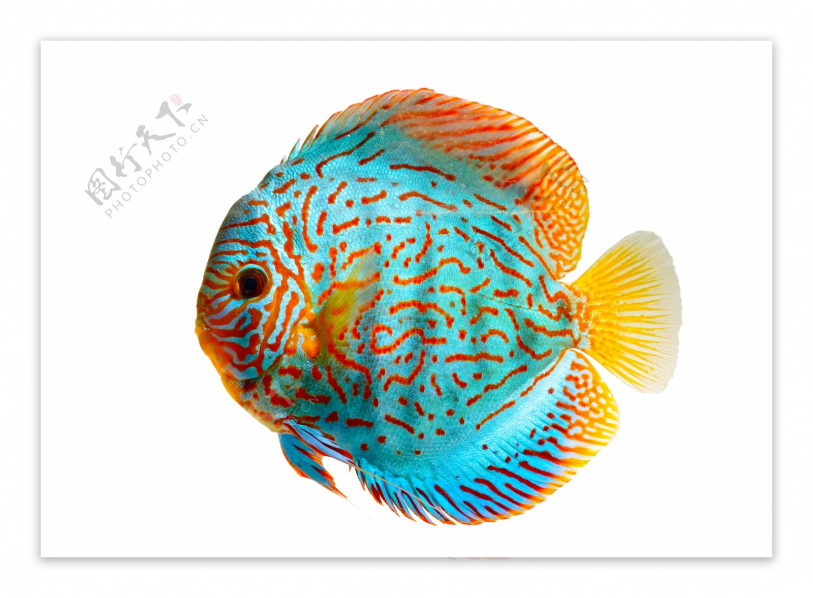 美丽的热带鱼高清图片