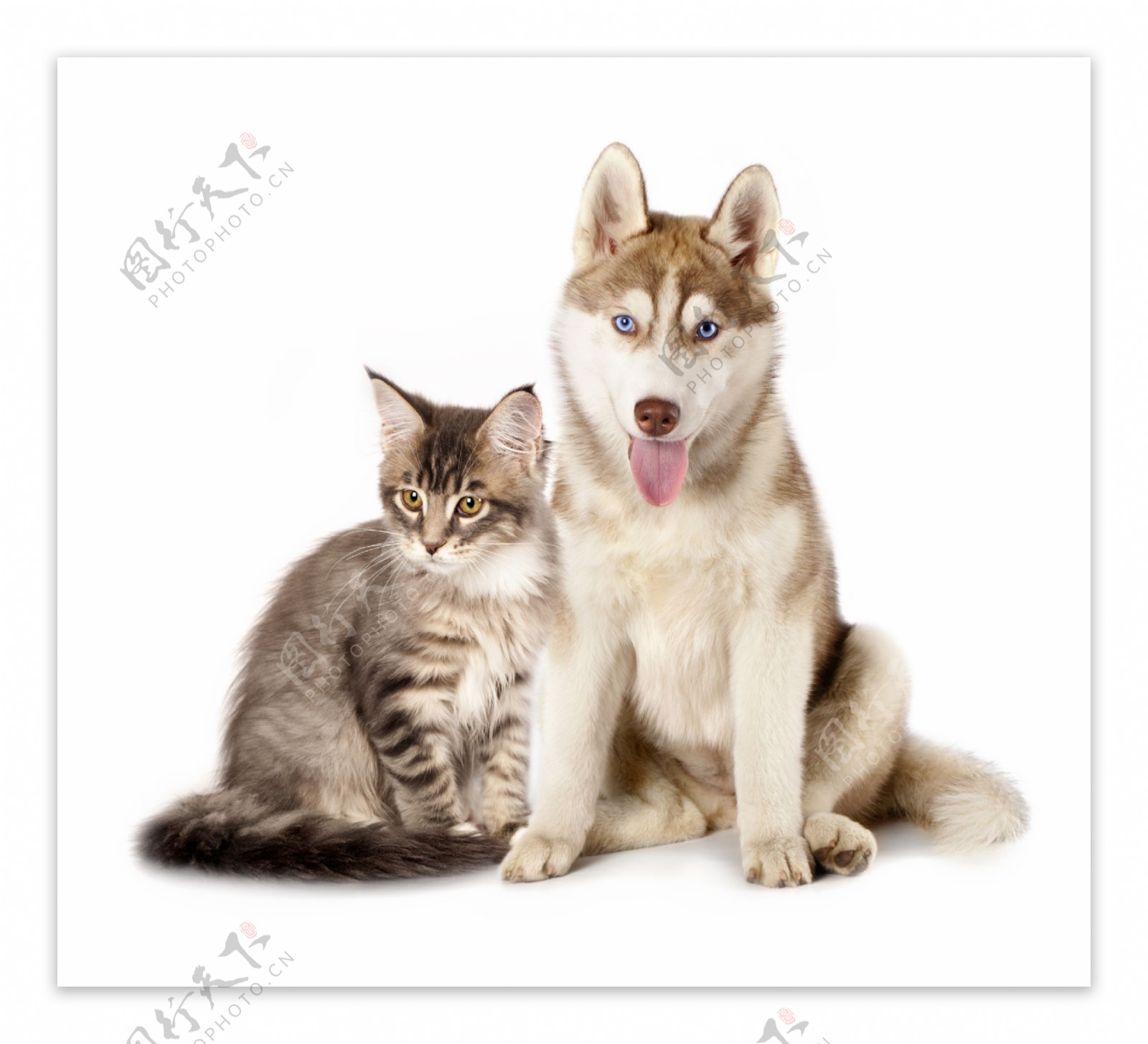 猫和狗站在一起
