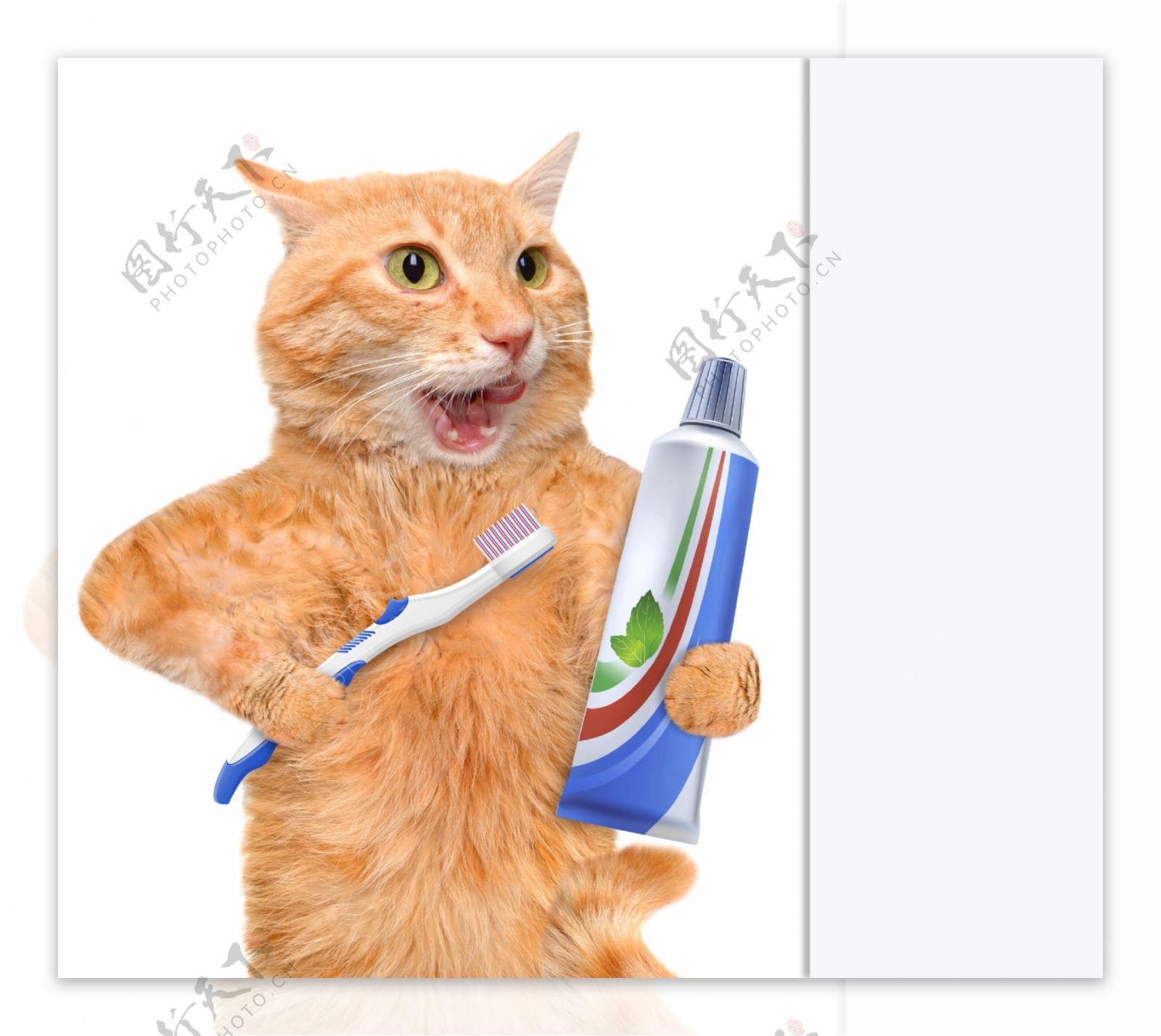 刷牙的小猫