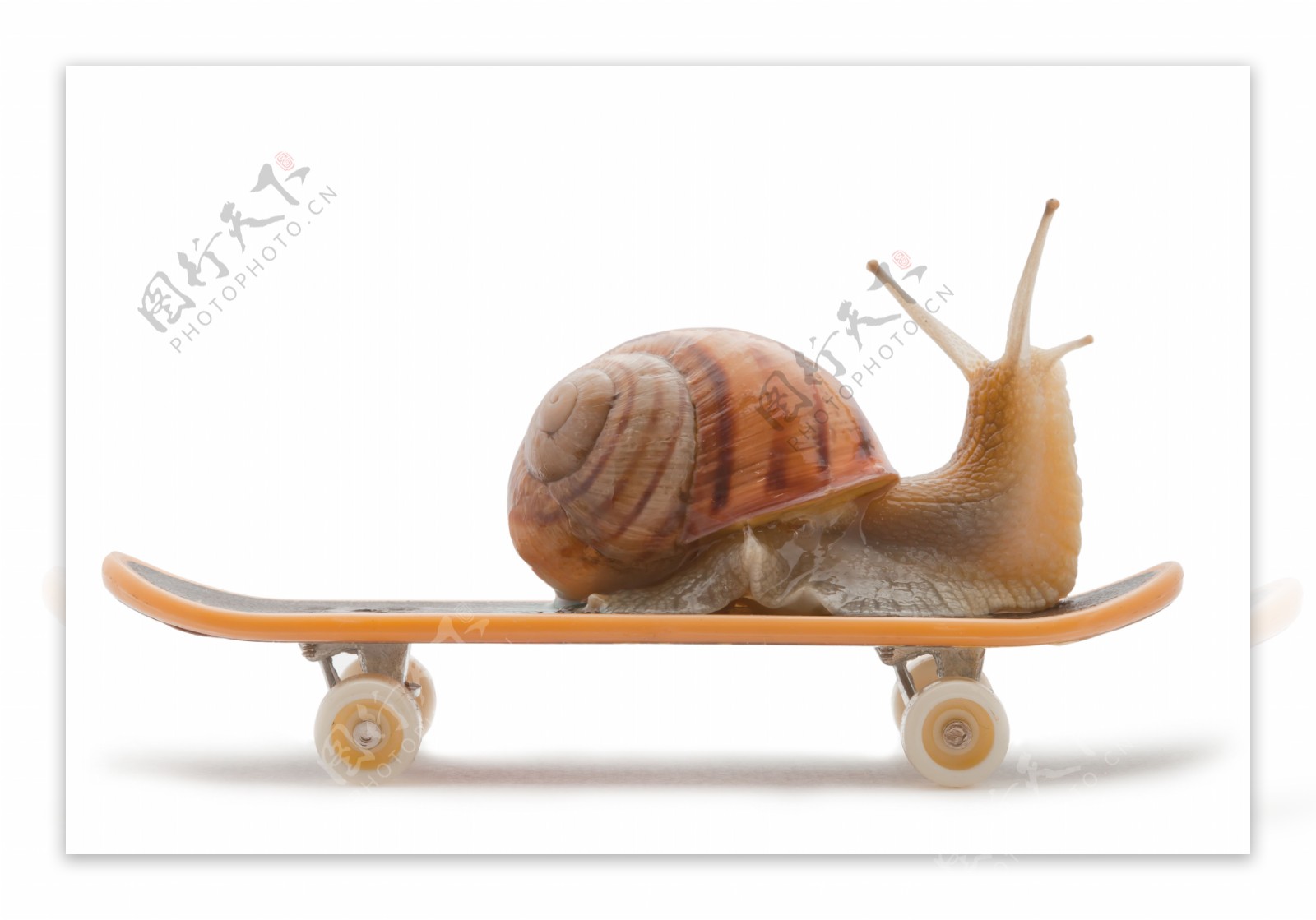 滑板上的蜗牛