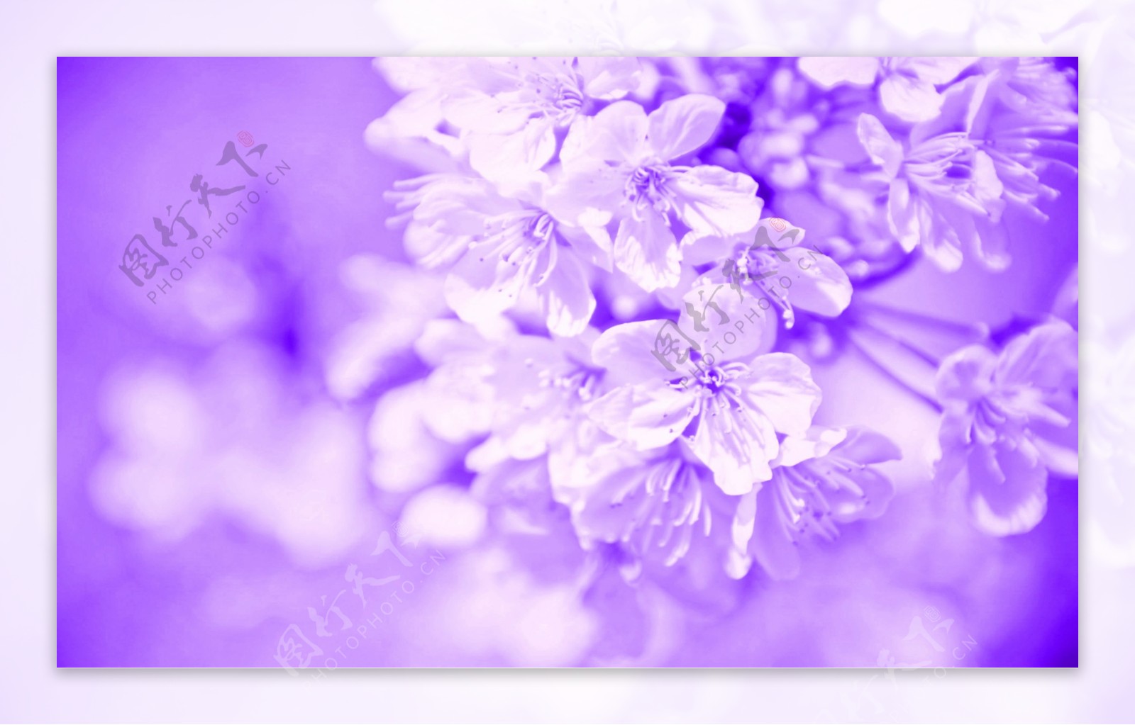 紫色花卉大图壁纸