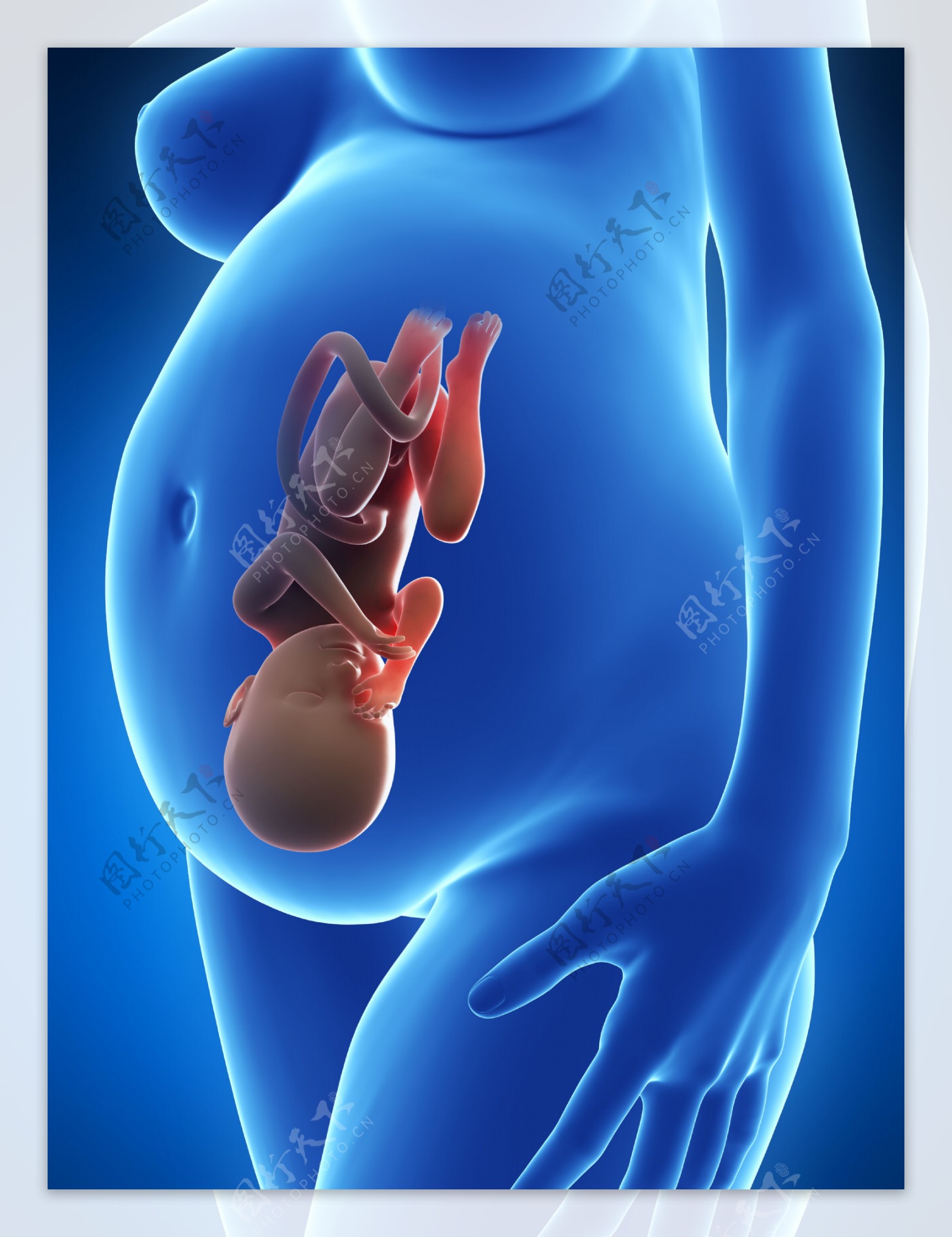 肚中头部向下的胎儿图片