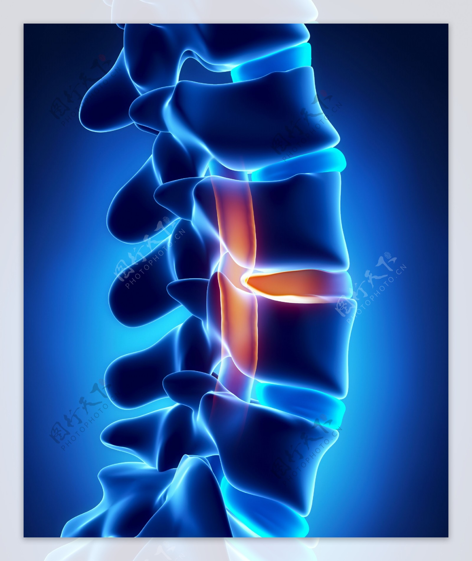 脊椎脊髓器官图片