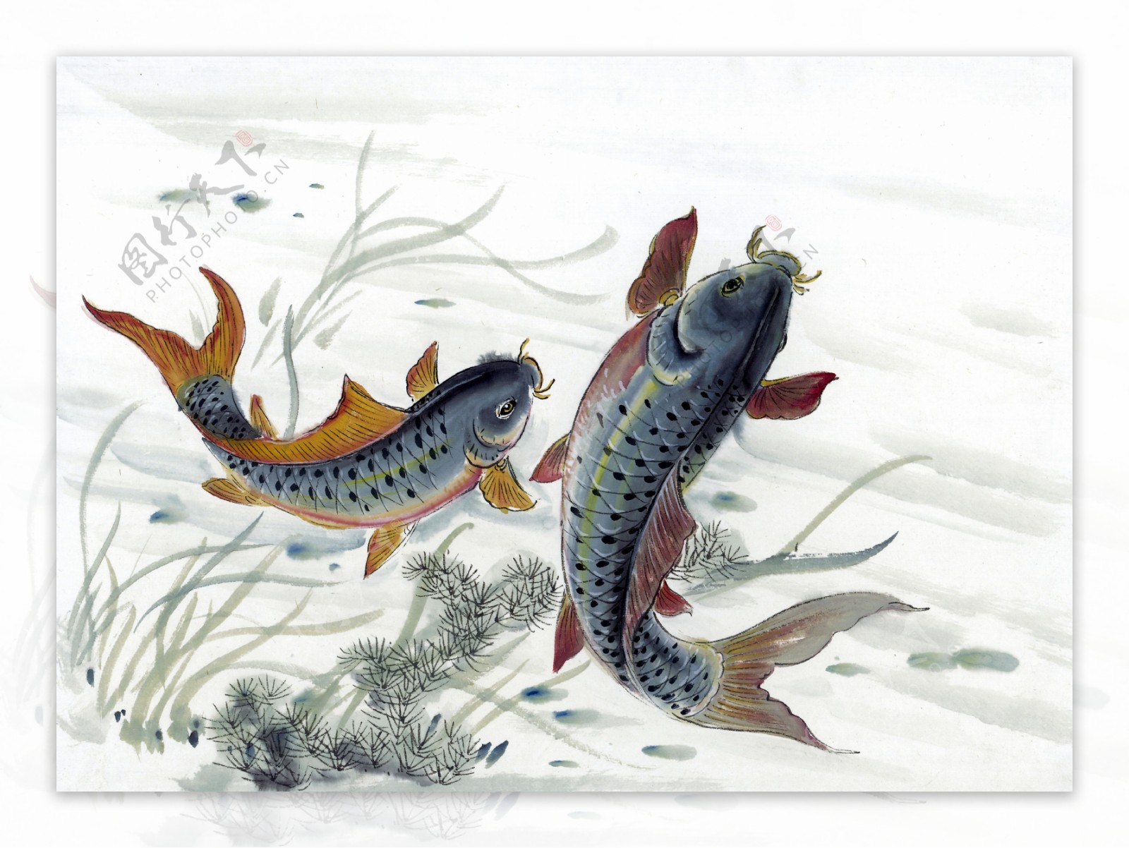 鱼写意水族国画0229