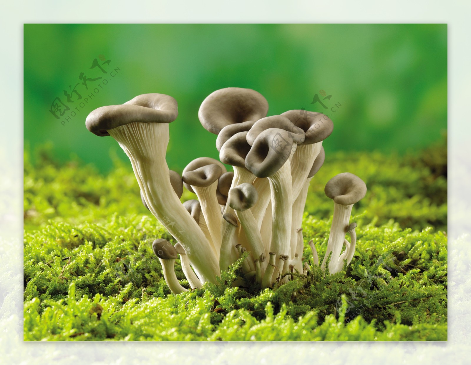 长在草地的一簇蘑菇图片