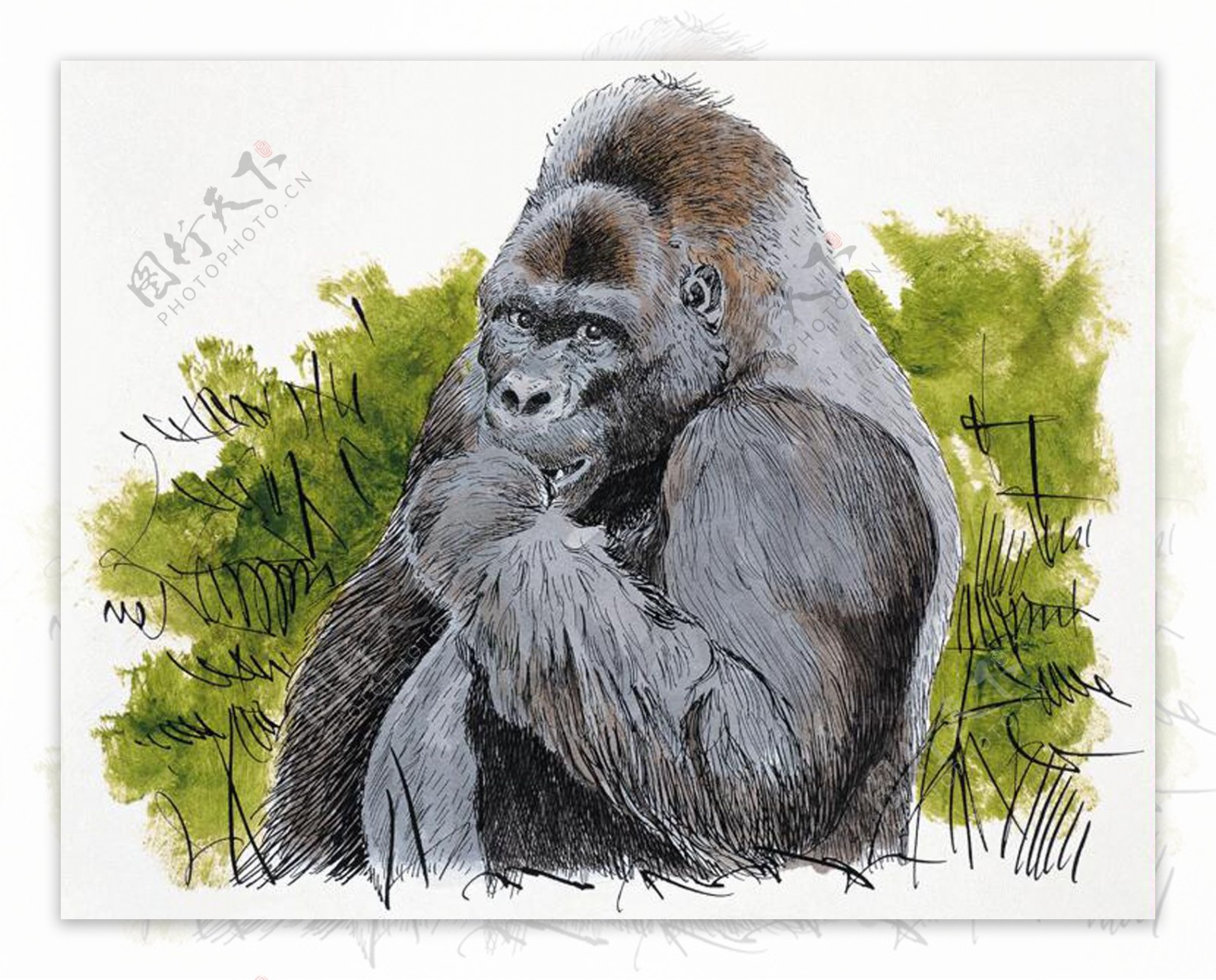 大猩猩灵长动物动物插图30