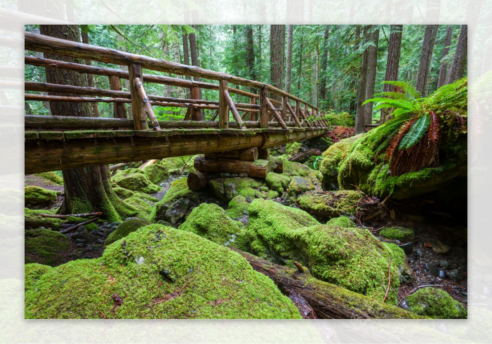 树林里的木头桥图片