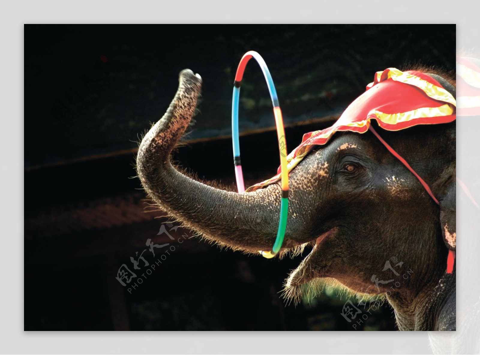 马戏团大象表演图片